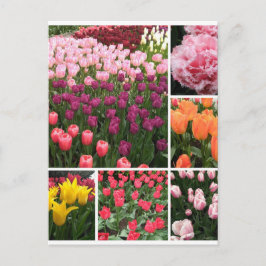 Skagit Valley, WA tulips vykort