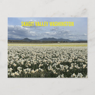 Skagit Valley Washington State Narcissfält Vykort