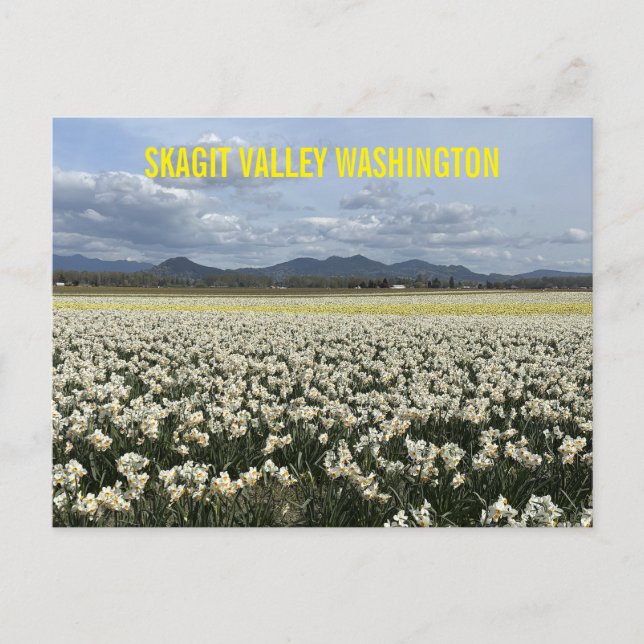 Skagit Valley Washington State Narcissfält  Vykort (Framsida)
