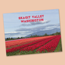 Skagit Valley Washington State Tulpaner