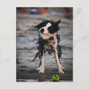 Skaka av dig den! vykort