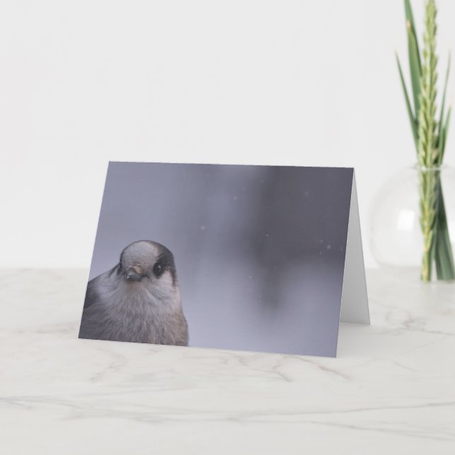 skaka kort (Framsida)