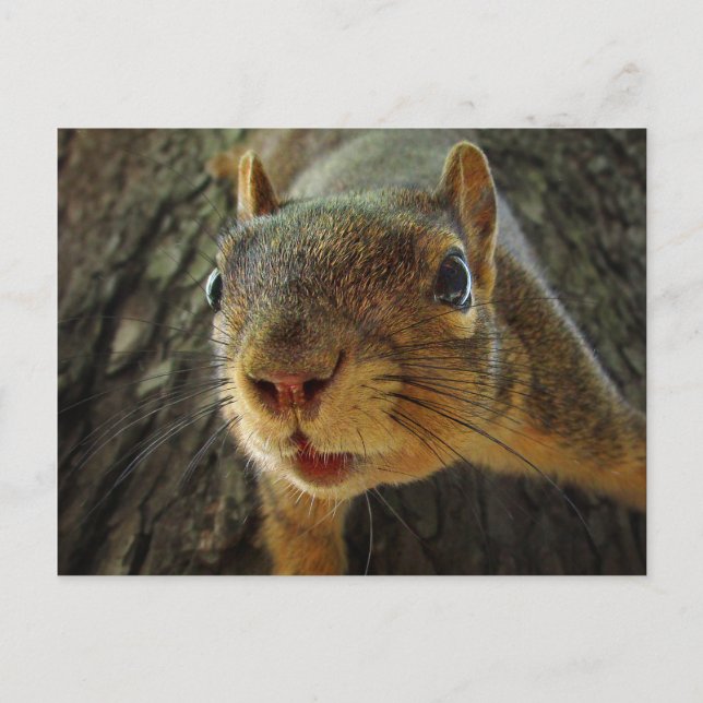 Skakor Hanging Closeup 2 Vykort (Framsida)