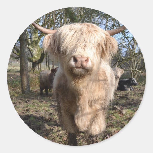 Skål att vara skotsk runt klistermärke (Framsida)