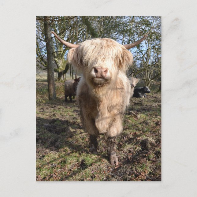 Skål att vara skotsk vykort (Framsida)