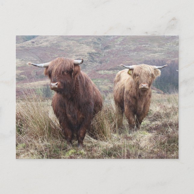 Skål att vara skotsk! vykort (Framsida)