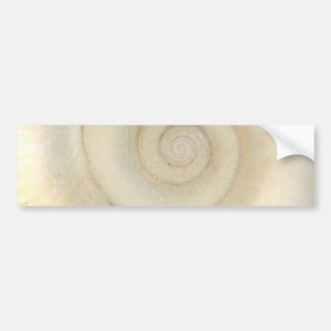 Skal - Conchologi - Vit Spiral Bildekal (Framsidan)