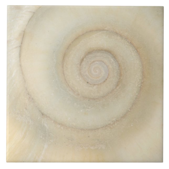 Skal - Conchologi - Vit Spiral Kakelplatta (Framsidan)