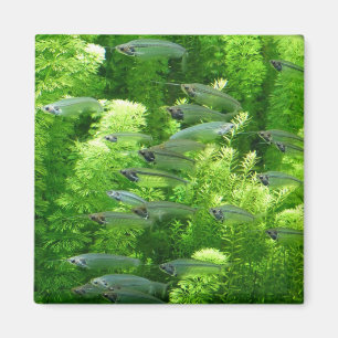 Skal för transparent Silver-fisk Magnet
