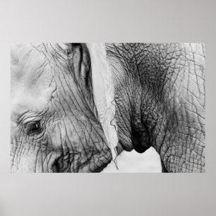 Skal för vilda djur av elefant poster