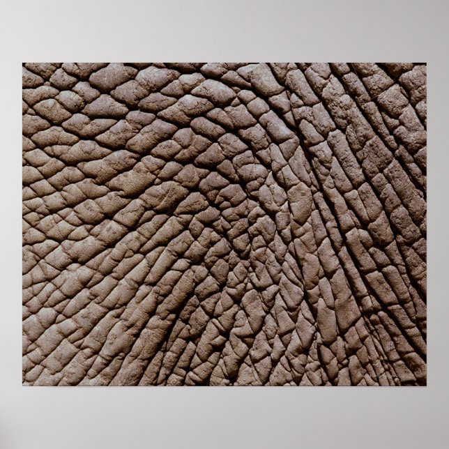 Skal från afrikansk elefant (Loxodonta africana) Poster (Framsidan)