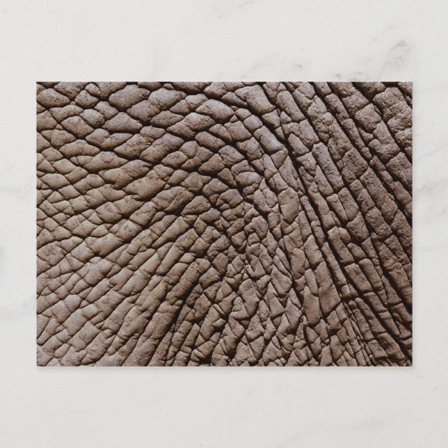 Skal från afrikansk elefant (Loxodonta africana) Vykort (Framsida)