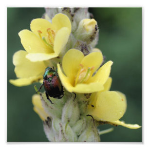 Skål på Vild Mullein Blunda 8 x 8 Fototryck