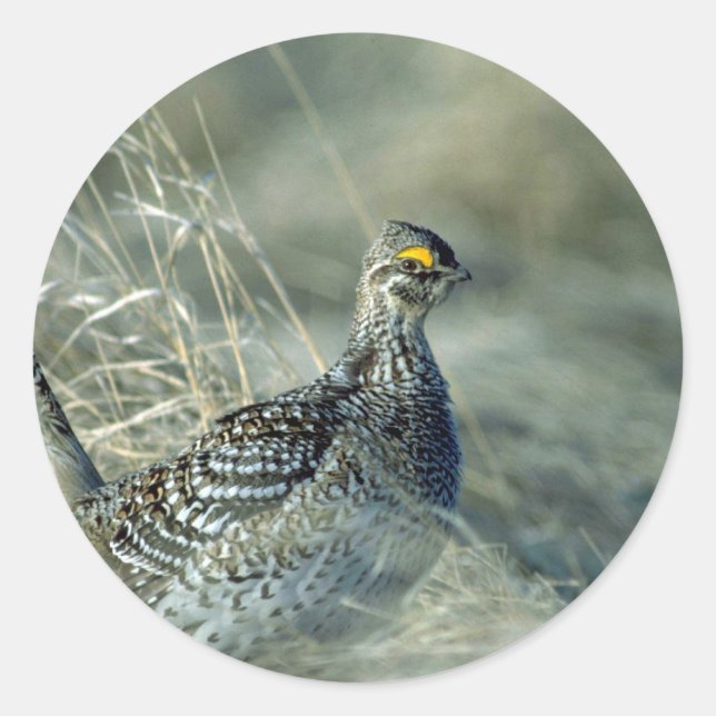 Skalad grouse runt klistermärke (Framsida)