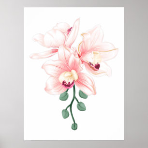 Skalad Orchids Blomplantor Boat orchid och Cattley Poster
