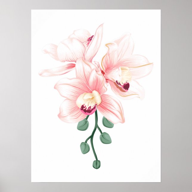 Skalad Orchids Blomplantor Boat orchid och Cattley Poster (Framsidan)