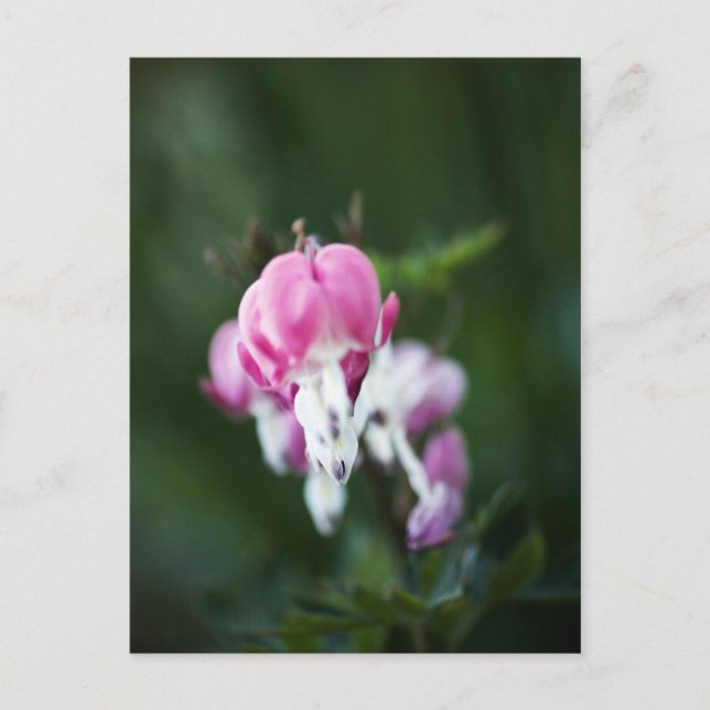 Skalat vykort för radhöjningar (Framsida)