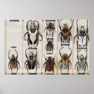 Skalbaggar arter Insekt natur fotografi  Poster