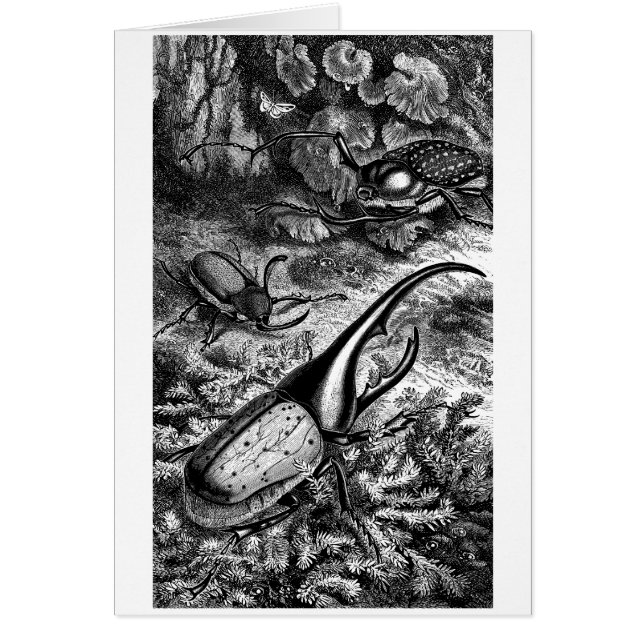 Skalbaggar Hälsningskort (Framsidan)