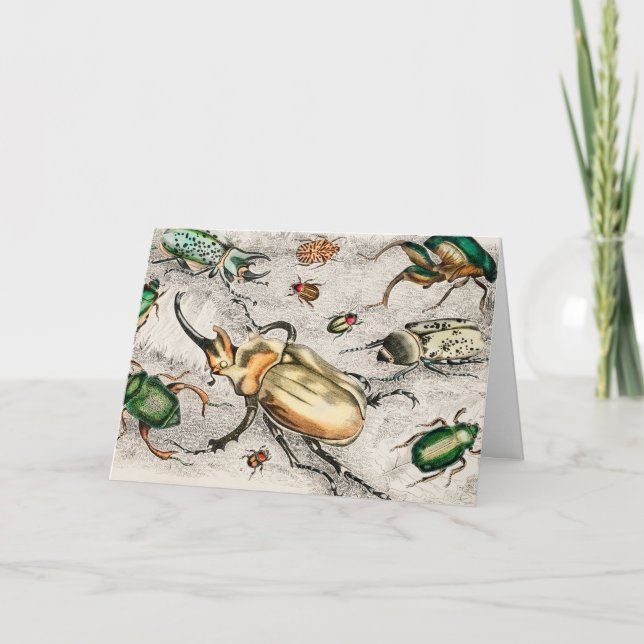 Skalbaggar Insekter Bugs Kort (Framsida)