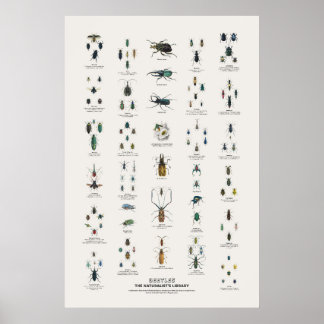 Skalbaggar - Naturalist's Library Poster