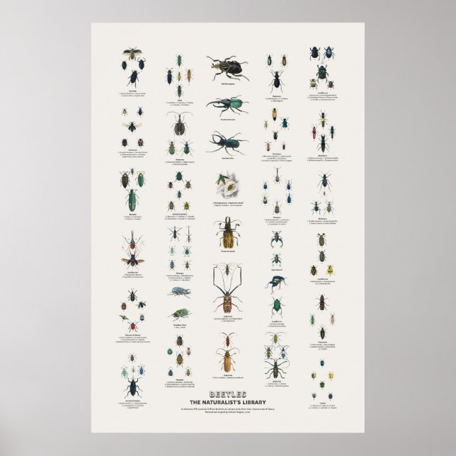 Skalbaggar - Naturalist's Library Poster (Framsidan)