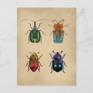 Skalbaggar Vintage Illustration Vykort