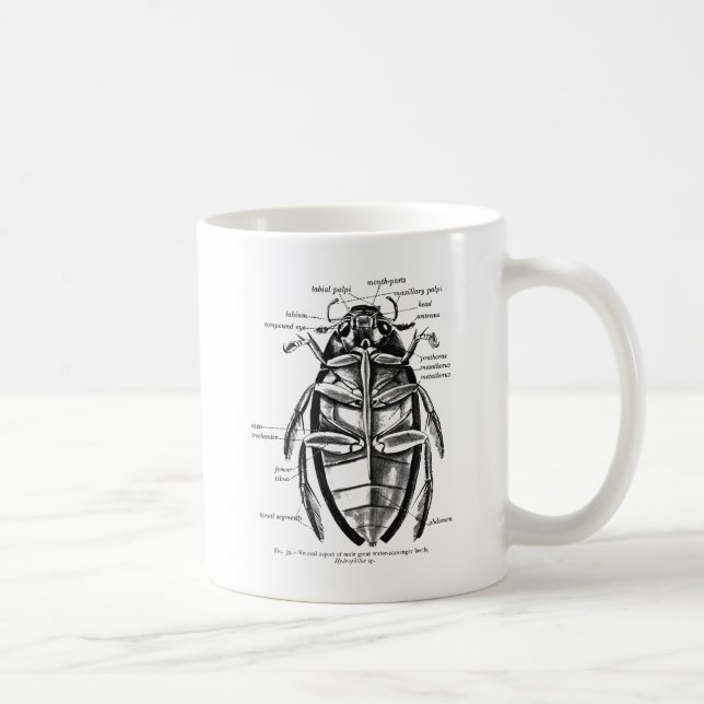 Skalbagge för vintageentomologiHydrophilidae Kaffemugg (Höger)
