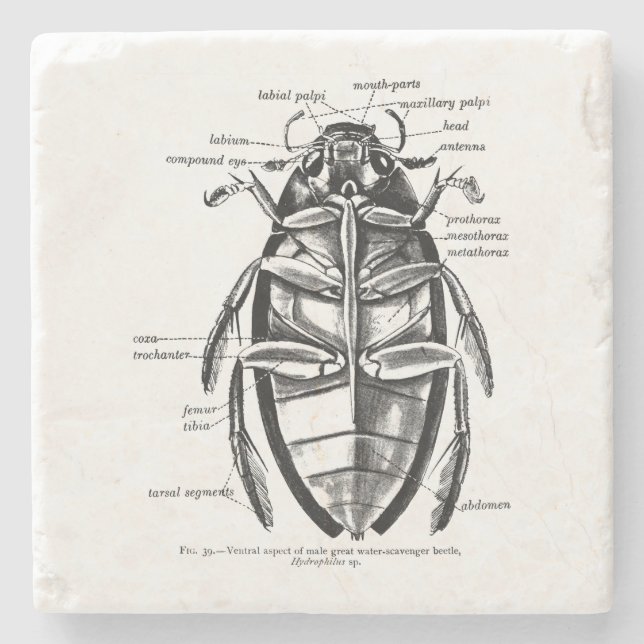 Skalbagge för vintageentomologiHydrophilidae Stenunderlägg (Framsidan)