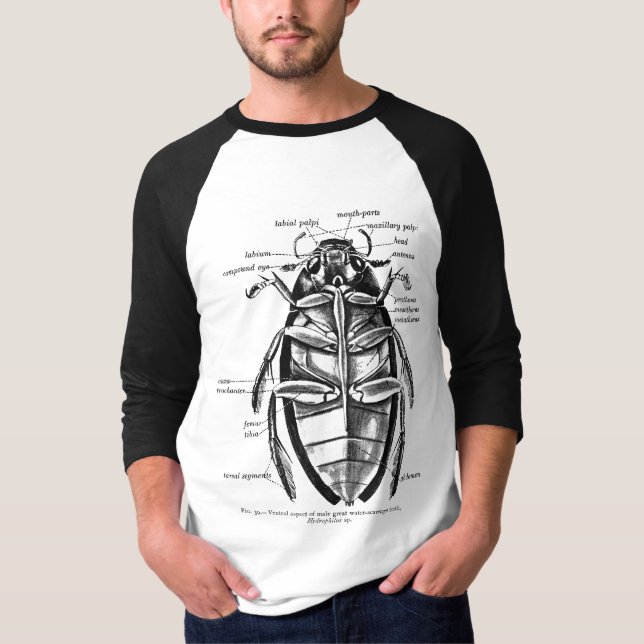 Skalbagge för vintageentomologiHydrophilidae Tee (Framsida)