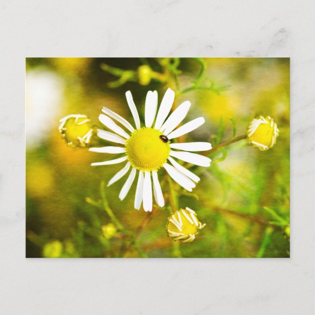 Skalbagge på gul-vit blomma vykort (Framsida)