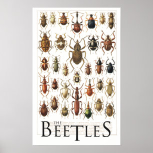skalbaggeaffisch poster