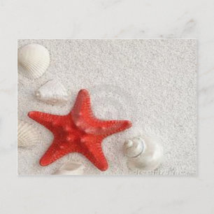 Skaldjur och stjärnfisk vykort