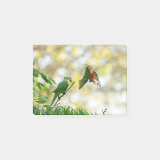 Skalet bröst och Rainbow Lorikeet. Post-it Block