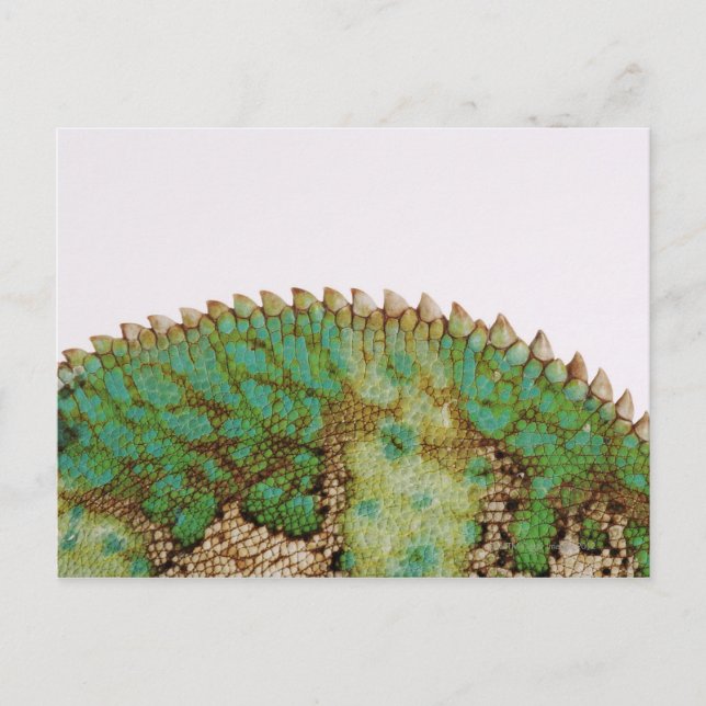 Skalförändring i Chameleon Vykort (Framsida)