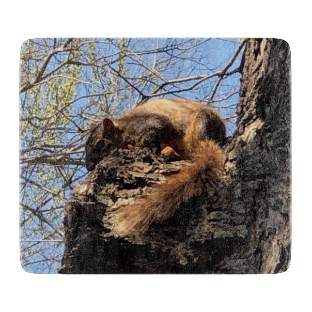 Skalfri styrelse (Framsidan)