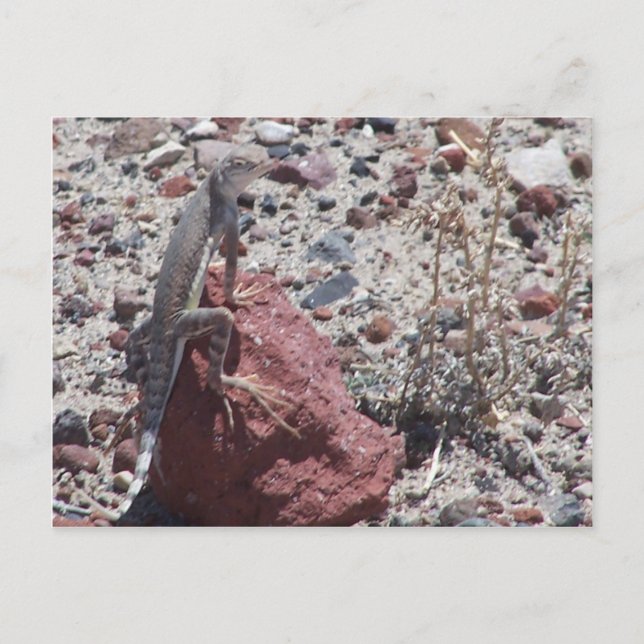 Skalgud Vykort (Framsida)