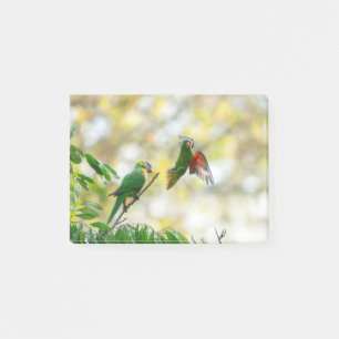 Skaligt bröst och Rainbow Lorikeet. Post-it Block