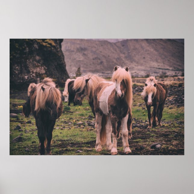 SKALLÅG FOKUSFOTOGRAFI AV HÄSTAR POSTER (Framsidan)