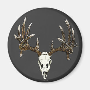Skalle 1 för Whitetailhjort Magnet