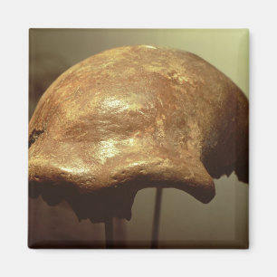 Skalle av en Neanderthal Magnet