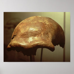 Skalle av en Neanderthal Poster