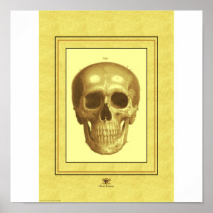 Skalle Poster