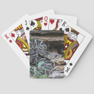 Skallerorm Casinokort