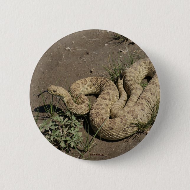 Skallerorm för prärie R6 Knapp (Framsida)