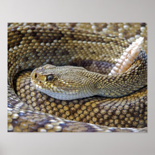 Skallerorm foto poster