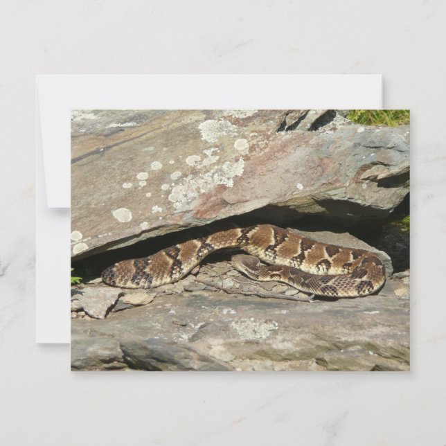 Skallerorm i Shenandoah National Park (Framsida)