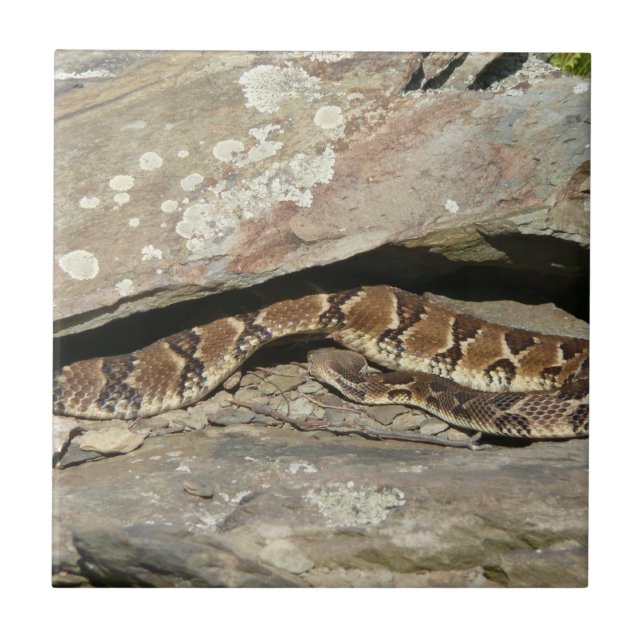 Skallerorm i Shenandoah National Park Kakelplatta (Framsidan)