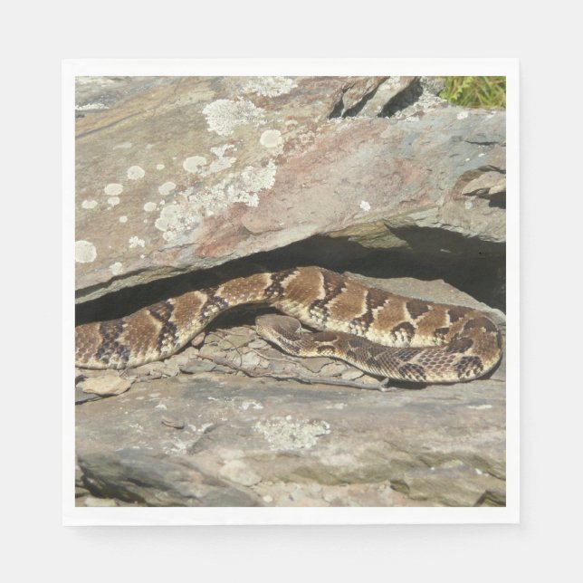 Skallerorm i Shenandoah National Park Pappersservett (Framsidan)