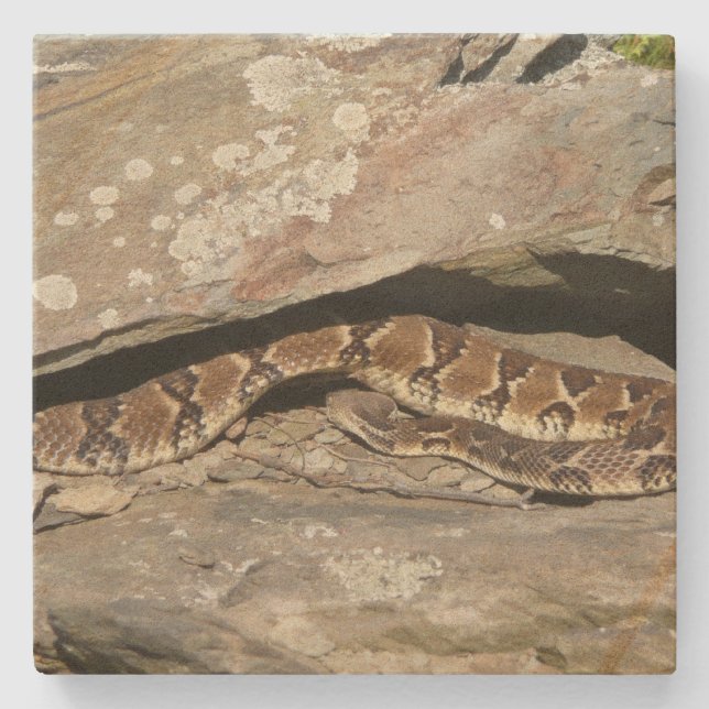 Skallerorm i Shenandoah National Park Stenunderlägg (Framsidan)